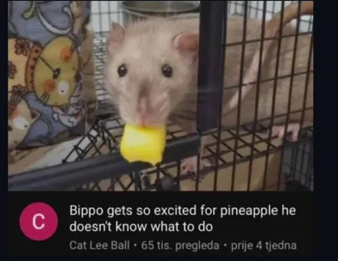Rat Gets Excited for Pineapple