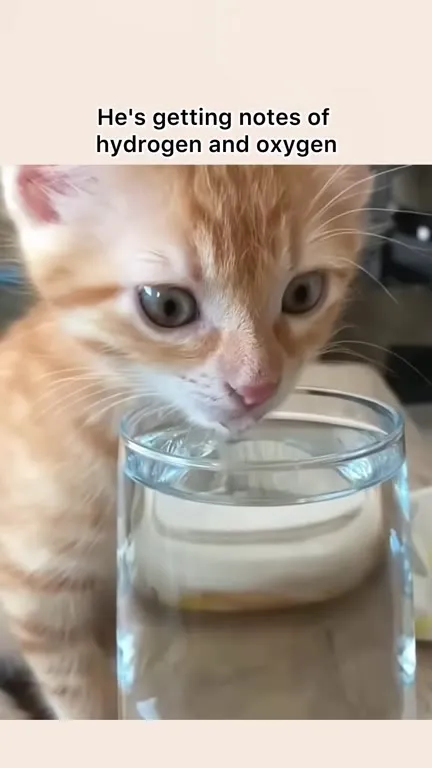Kitten Gets Hydrogen and Oxygen