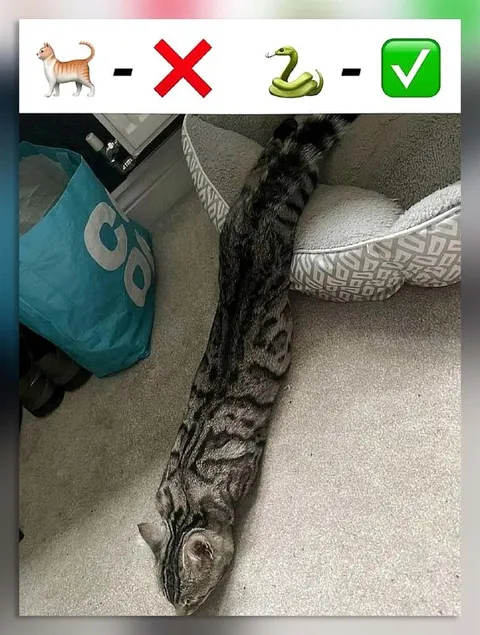Кот-змея из мема