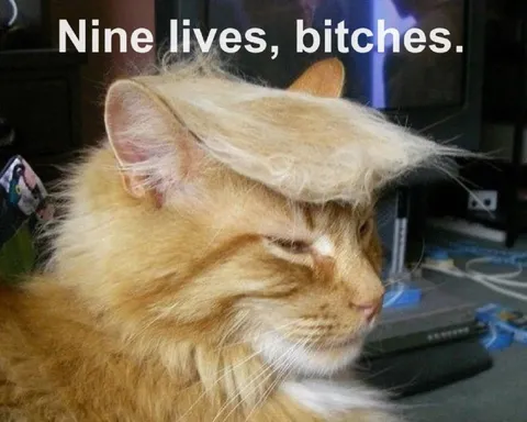 Nine Lives, Bitches Cat