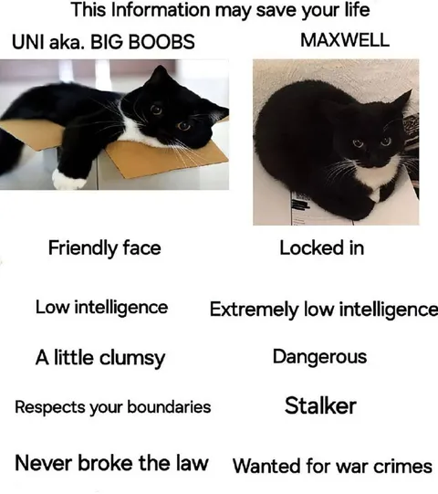 This Information May Save Your Life Cats