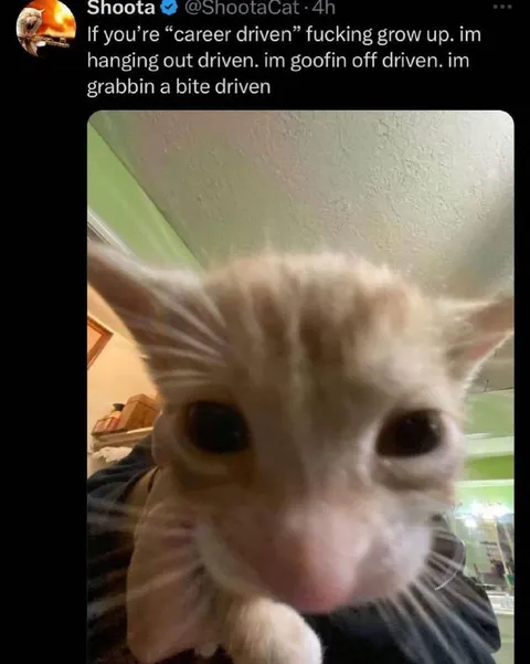 Career Driven Cat