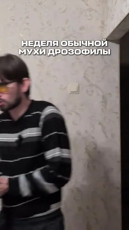 Неделя обычной мухи дрозофилы