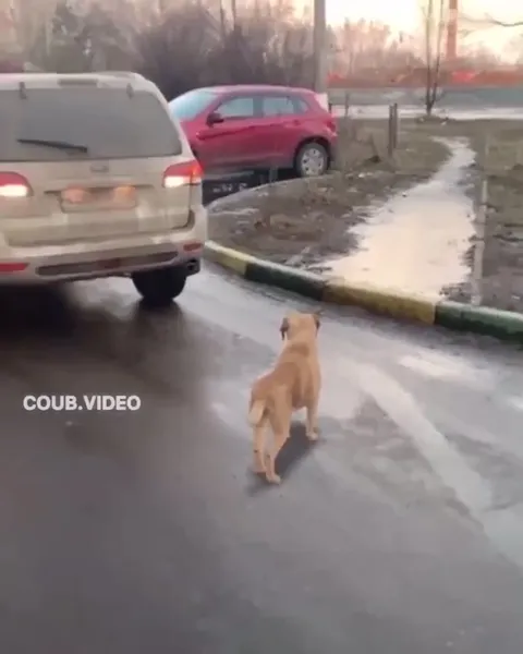 Собака едет автостопом