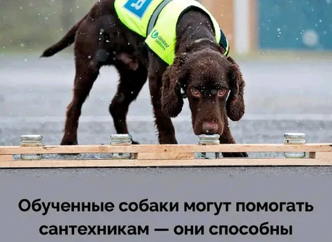 Обученная собака помогает сантехнику