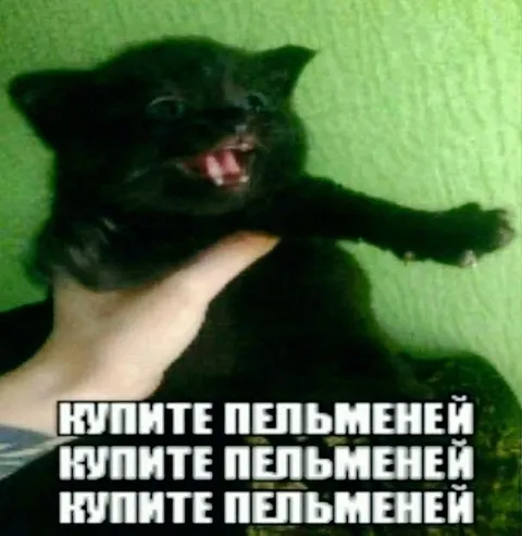 Кот требует купить пельмени