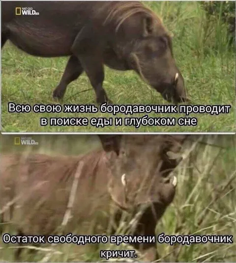 Бородавочник ищет еду и кричит