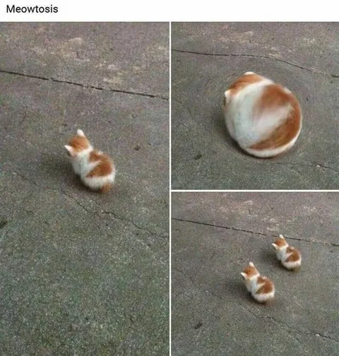Meowtosis Cat Splitting