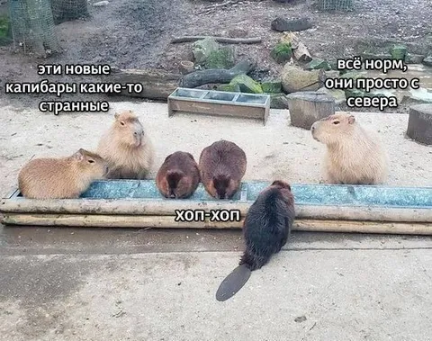 Капибары с севера