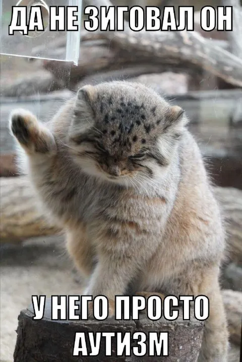 Кот с аутизмом