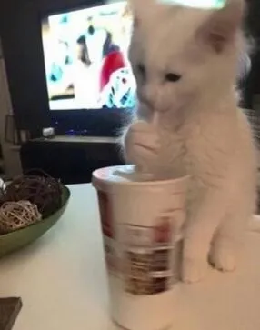 Кот пьёт из стакана