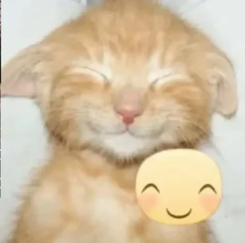 Улыбающийся кот с эмодзи