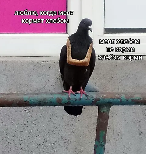 Голубь, которого кормят хлебом