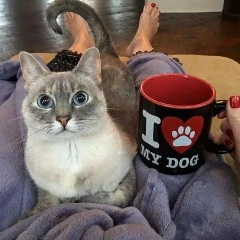 Cat With a Dog Mug