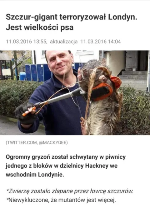 Szczur-gigant terroryzował Londyn