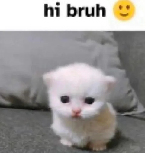 Hi bruh kitten greeting