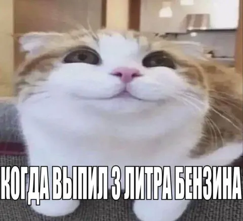 Кот после трёх литров бензина