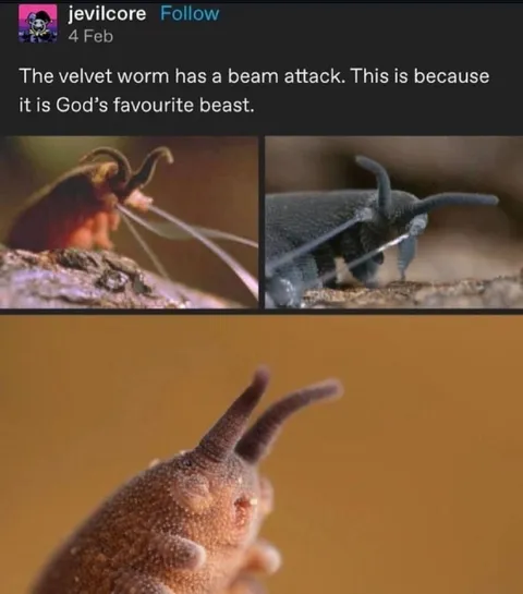 Velvet Worm Beam Attack