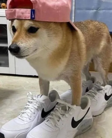 Сиба-ину в кроссовках Nike