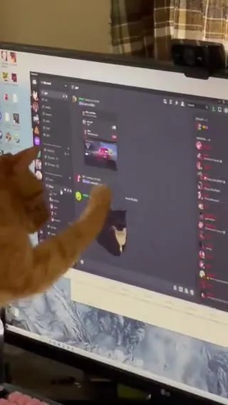Кот печатает в Discord
