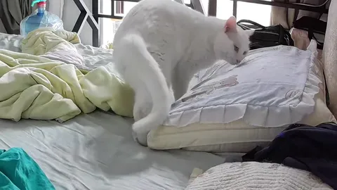 Кот наконец улёгся спать