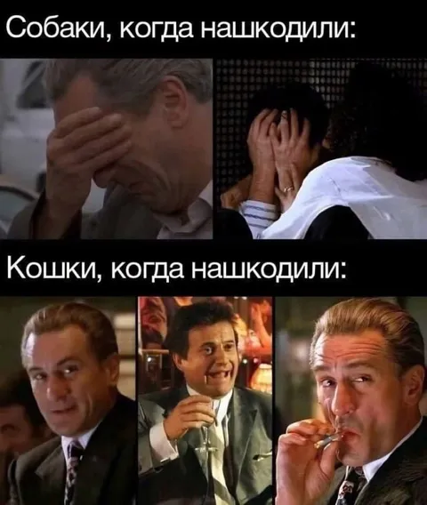 Собаки и кошки после шалости