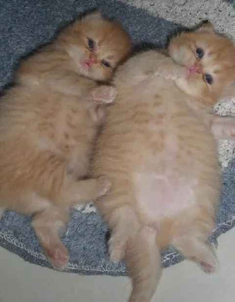 Два сонных рыжих котёнка