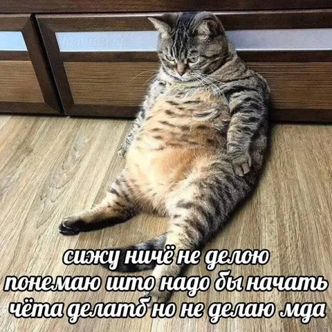 Кот ничего не делает