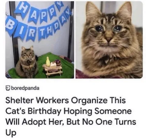 Shelter Cat Birthday Nobody Attends