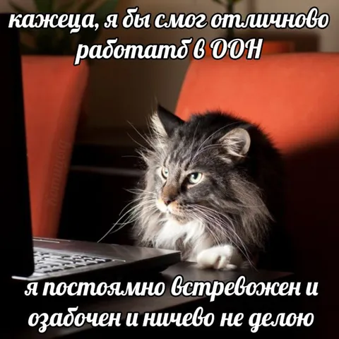 Кот, работающий в ООН