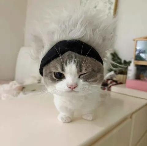 Кот в парике подмигивает