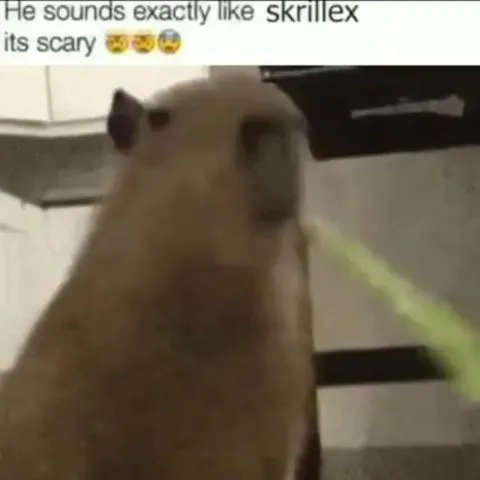 Capybara Sounds Like Skrillex