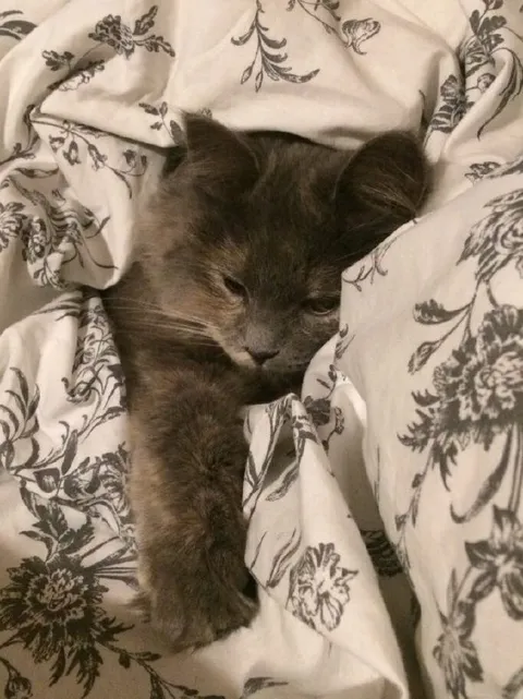Кот, укрывшийся одеялом