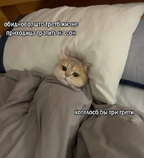 Кот под одеялом хочет спать