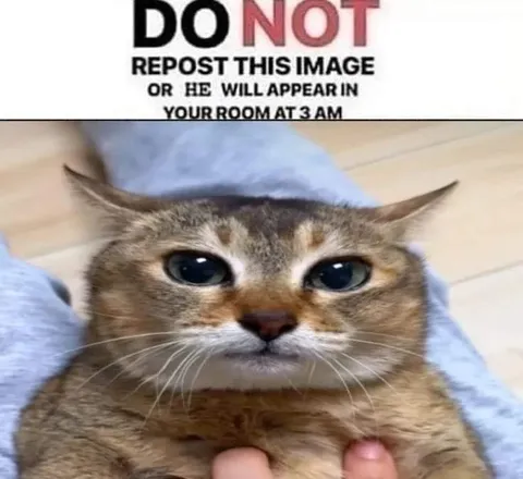 Do Not Repost Cat at 3 AM