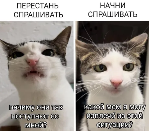 Кот, который начал спрашивать