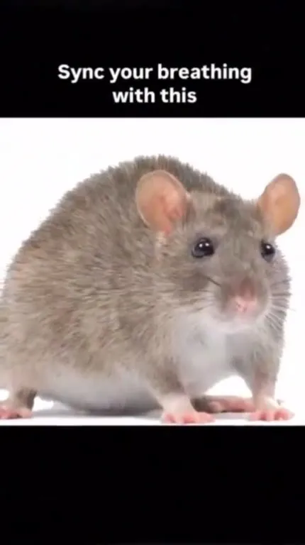 Sync Your Breathing With This Mouse