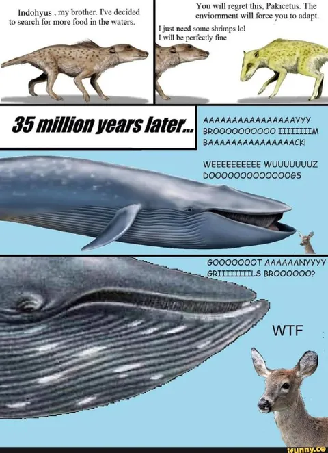 Whales Regret Becoming Dogs