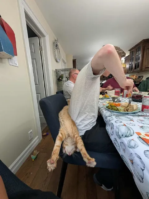 Кот мешает ужинать