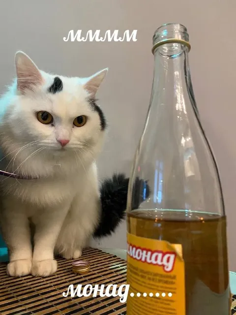Кот и бутылка Монад