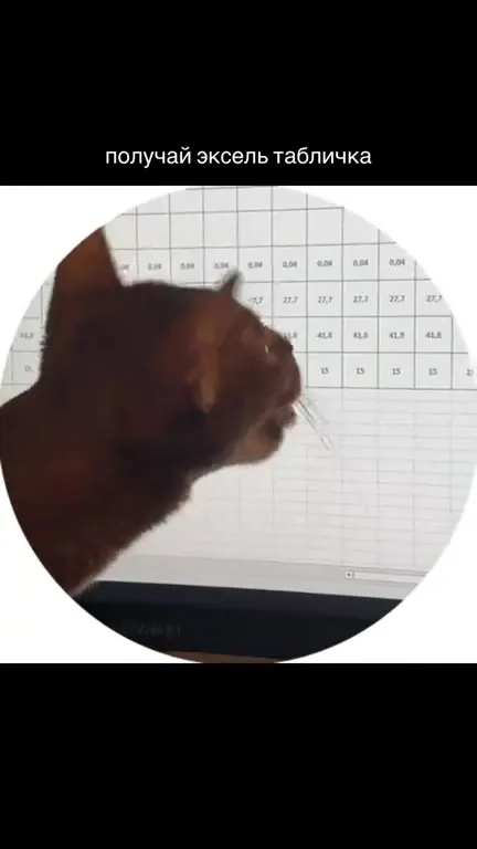Кот получает Excel-табличку