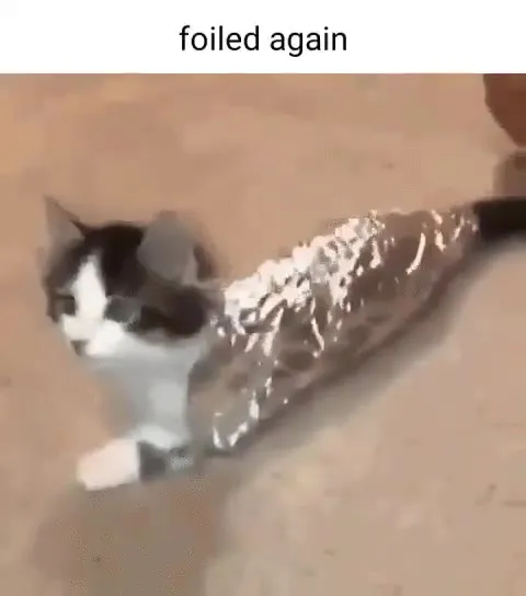 Cat Foiled Again