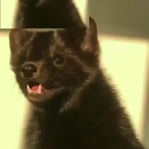 Милый чёрный котёнок