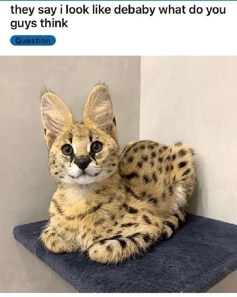 Serval Looks Like DeBaby