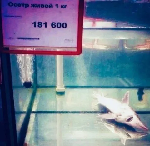 Живой осётр за 181 600