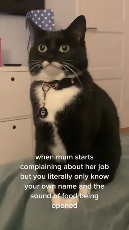 Cat Doesn't Understand Mum's Problems
