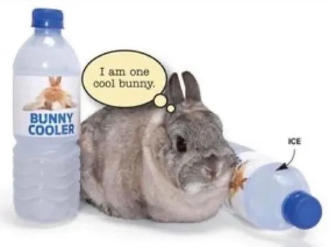 Cool Bunny With Bunny Cooler