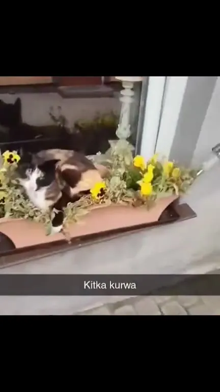 Kitka kurwa кричит в цветах