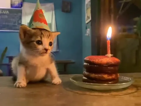 Котёнок на дне рождения