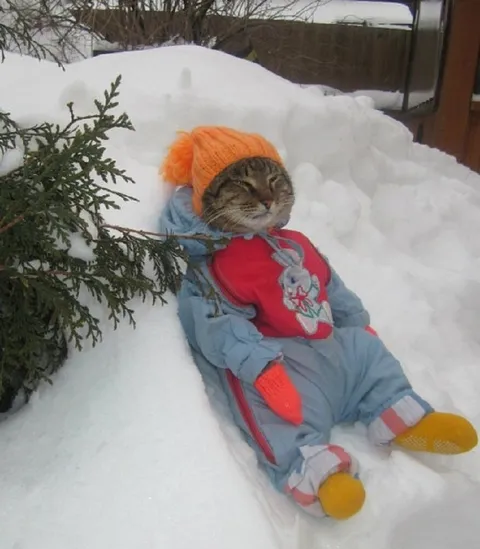Котёнок в зимнем костюме